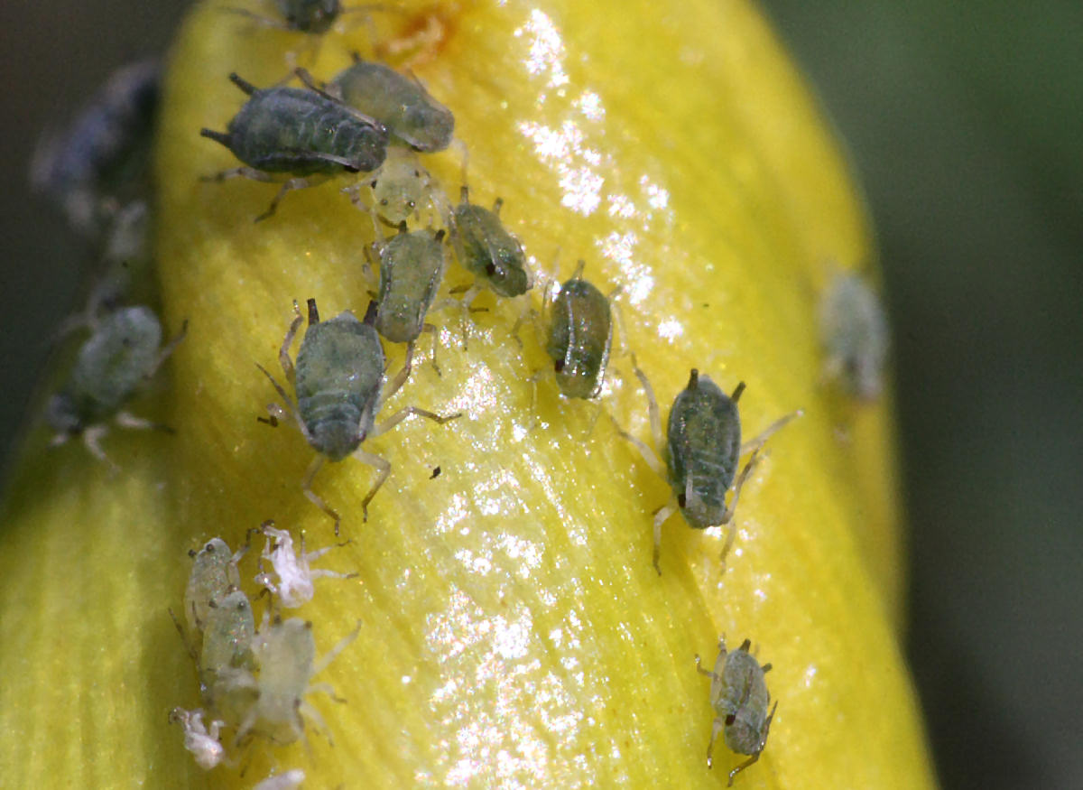 Aphis (Aphis) gossypii della Lombardia (MB)